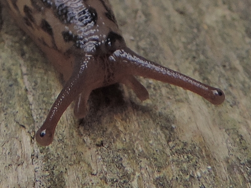 Limax maximus-gruppo nel compostatore da Falconara Mma. (AN)